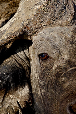 Cape buffalo (African buffalo) (Syncerus caffer), Lake Nakuru National Park, Kenya, East Africa, Africa