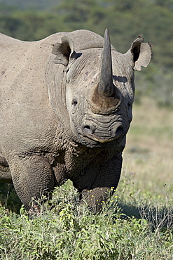 Black rhinoceros (hook-lipped rhinoceros) (Diceros bicornis), Lake Nakuru National Park, Kenya, East Africa, Africa