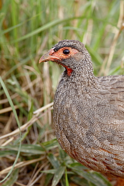 Red-necked spurfowl (red-necked francolin) (Francolinus afer) (Pternistes afer), Masai Mara National Reserve, Kenya, East Africa, Africa