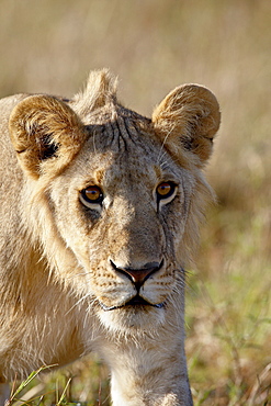 Young male lion (Panthera leo), Masai Mara National Reserve, Kenya, East Africa, Africa