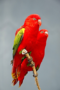 Two chattering lory (Lorius garrulus) in captivity, Rio Grande Zoo, Albuquerque Biological Park, Albuquerque, New Mexico, United States of America, North America