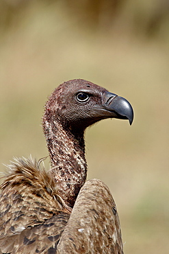 African white-backed vulture (Gyps africanus), Masai Mara National Reserve, Kenya, East Africa, Africa