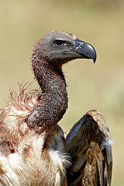 African white-backed vulture (Gyps africanus), Masai Mara National Reserve, Kenya, East Africa, Africa