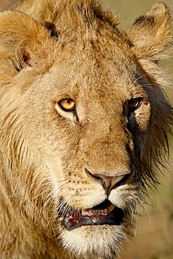 Lion (Panthera leo), Masai Mara National Reserve, Kenya, East Africa, Africa