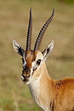 Male Thomsons Gazelle (Gazella thomsonii), Masai Mara National Reserve, Kenya, East Africa, Africa