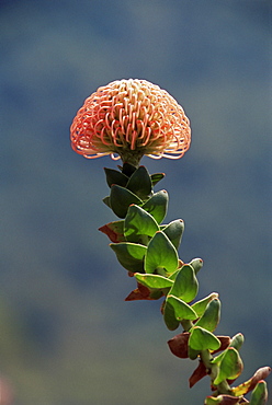 Nodding pincushion (Leucadendron cordifolium), Cape Town, South Africa, Africa