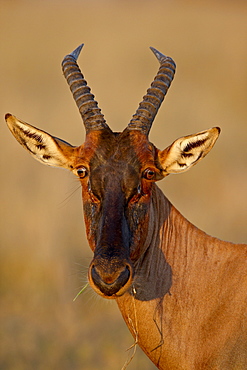 Topi (Tsessebe) (Damaliscus lunatus), Masai Mara National Reserve, Kenya, East Africa, Africa