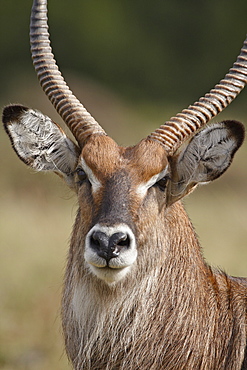 Male Defassa Waterbuck (Kobus ellipsiprymnus defassa), Masai Mara National Reserve, Kenya, East Africa, Africa