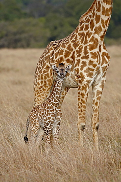 Mother and baby Masai Giraffe (Giraffa camelopardalis tippelskirchi) just days old, Masai Mara National Reserve, Kenya, East Africa, Africa