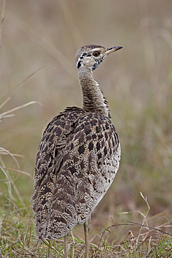 Male Black-Bellied Bustard (Black-Bellied Korhaan) (Eupodotis melanogaster), Masai Mara National Reserve, Kenya, East Africa, Africa