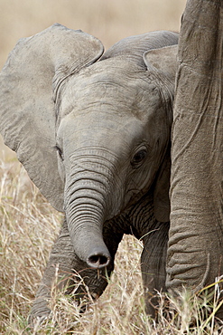 Baby African Elephant (Loxodonta africana), Masai Mara National Reserve, Kenya, East Africa, Africa