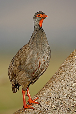 Red-Necked Spurfowl (Red-Necked Francolin) (Francolinus afer) (Pternistes afer), Masai Mara National Reserve, Kenya, East Africa, Africa