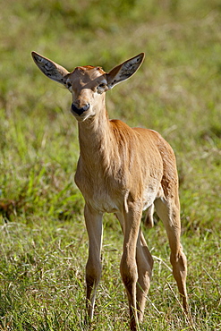 Baby Topi (Tsessebe) (Damaliscus lunatus), Masai Mara National Reserve, Kenya, East Africa, Africa