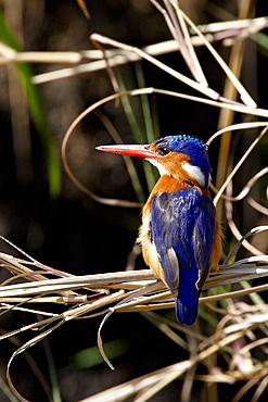 Malachite Kingfisher (Alcedo cristata), Masai Mara National Reserve, Kenya, East Africa, Africa