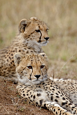 Two Cheetah (Acinonyx jubatus) cubs, Masai Mara National Reserve, Kenya, East Africa, Africa