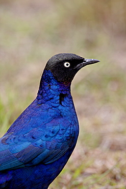 Ruppell long-tailed starling (Lamprotornis purpuropterus), Masai Mara National Reserve, Kenya, East Africa, Africa