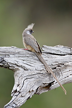 Speckled mousebird (Colius striatus), Masai Mara National Reserve, Kenya, East Africa, Africa