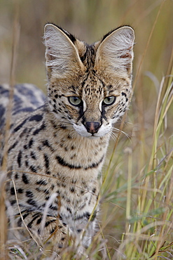 Serval (Felis serval), Masai Mara National Reserve, Kenya, East Africa, Africa