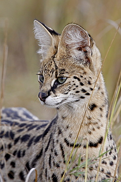 Serval (Felis serval), Masai Mara National Reserve, Kenya, East Africa, Africa