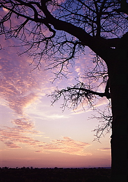 Sunset behind baobab tree, Tarangire National Park, Tanzania, East Africa, Africa