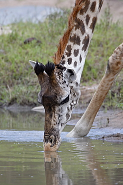 Masai giraffe (Giraffa camelopardalis tippelskirchi) drinking, Masai Mara National Reserve, Kenya, East Africa, Africa