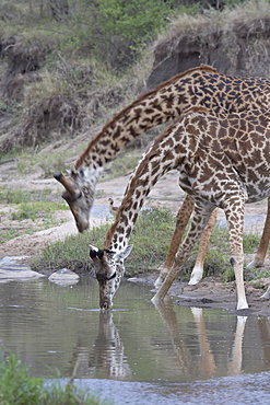 Two Masai giraffe (Giraffa camelopardalis tippelskirchi) drinking, Masai Mara National Reserve, Kenya, East Africa, Africa