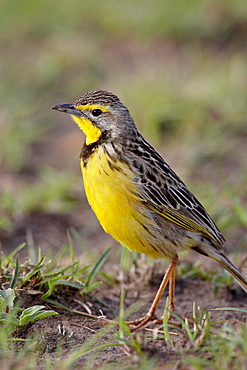 Yellow-throated longclaw (Macronyx croceus), Masai Mara National Reserve, Kenya, East Africa, Africa