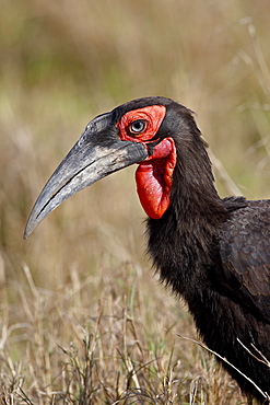 Southern Ground-Hornbill (Bucorvus leadbeateri), Masai Mara National Reserve, Kenya, East Africa, Africa