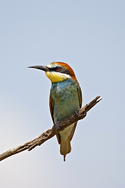 European bee-eater (golden-backed bee-eater) (Merops apiaster), Masai Mara National Reserve, Kenya, East Africa, Africa