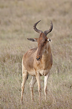 Coke's hartebeest (Alcelaphus buselaphus cokii), Masai Mara National Reserve, Kenya, East Africa, Africa