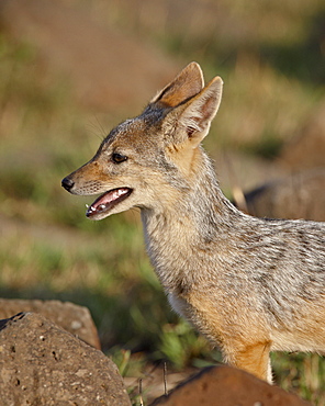 Black-backed jackal (silver-backed jackal) (Canis mesomelas) pup, Masai Mara National Reserve, Kenya, East Africa, Africa