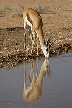 Female springbok (Antidorcas marsupialis) drinking, Kgalagadi Transfrontier Park, South Africa