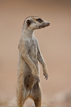 Meerkat (suricate) (Suricata suricatta) standing on its hind legs, Kgalagadi Transfrontier Park, South Africa