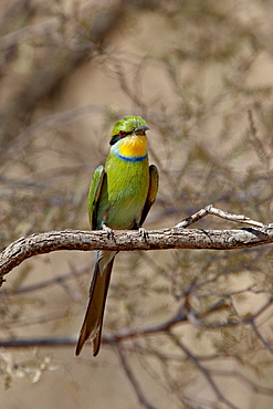 Swallow-tailed bee-eater (Merops hirundineus), Kgalagadi Transfrontier Park, former Kalahari Gemsbok National Park, South Africa