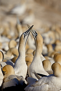 Cape gannet (Morus capensis) pair necking, Bird Island, Lambert's Bay, South Africa, Africa