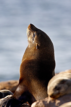 Cape fur seal (South African fur seal) (Arctocephalus pusillus), Elands Bay, South Africa, Africa