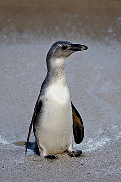 Immature African penguin (Spheniscus demersus), Simon's Town, South Africa, Africa