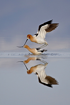 American avocet (Recurvirostra americana) pair mating, Antelope Island State Park, Utah, United States of America, North America