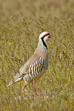 Male chukar (Alectoris chukar), Antelope Island State Park, Utah, United States of America, North America