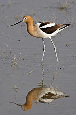 American avocet (Recurvirostra americana) wading, Bear River Migratory Bird Refuge, Utah, United States of America