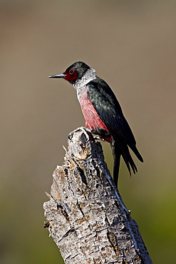 Lewis's woodpecker (Melanerpes lewis), Okanogan County, Washington, United States of America, North America