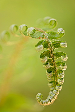 Western sword fern (Polystichum munitum), Cathedral Grove, MacMillan Provincial Park, British Columbia, Canada, North America