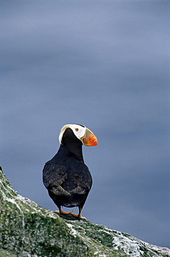 Tufted puffin (Fratercula cirrhata), St. George Island, Pribolof Islands, Alaska, United States of America, North America