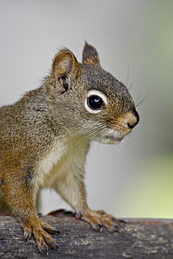 Red squirrel (spruce squirrel) (Tamiasciurus hudsonicus), Wasilla, Alaska, United States of America, North America