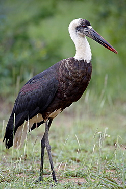 Woolly-necked Stork (Ciconia episcopus), Imfolozi Game Reserve, South Africa, Africa