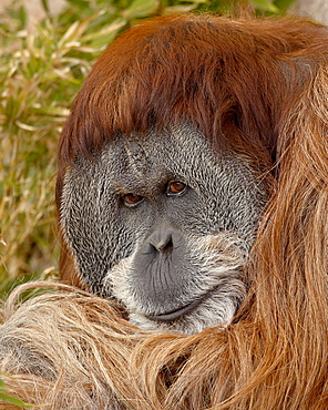 Male Orangutan (Pongo pygmaeus) in captivity, Rio Grande Zoo, Albuquerque Biological Park, Albuquerque, New Mexico, United States of America, North America