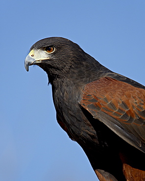 Harris's Hawk (Parabuteo unicinctus) in captivity, Arizona Sonora Desert Museum, Tucson, Arizona, United States of America, North America