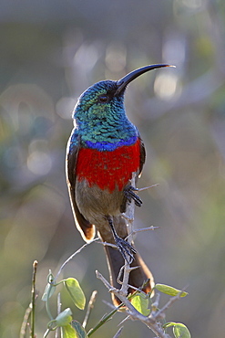 Greater Double-collared Sunbird (Cinnyris afra), Addo Elephant National Park, South Africa, Africa