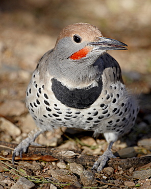 Gilded Flicker (Colaptes chrysoides) in captivity, Arizona Sonora Desert Museum, Tucson, Arizona, United States of America, North America