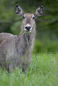 Female Common Waterbuck (Ellipsen Waterbuck) (Kobus ellipsiprymnus ellipsiprymnus), Hluhluwe Game Reserve, South Africa, Africa